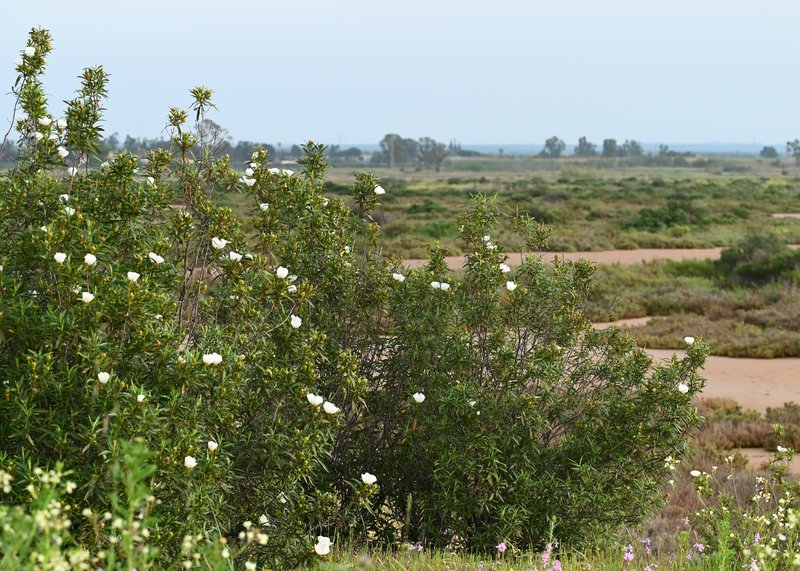 Common Gum Cistus photo 4