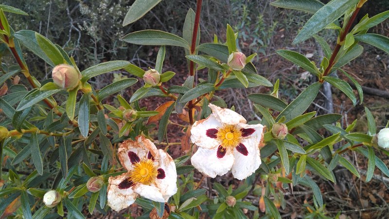 Common Gum Cistus photo 5