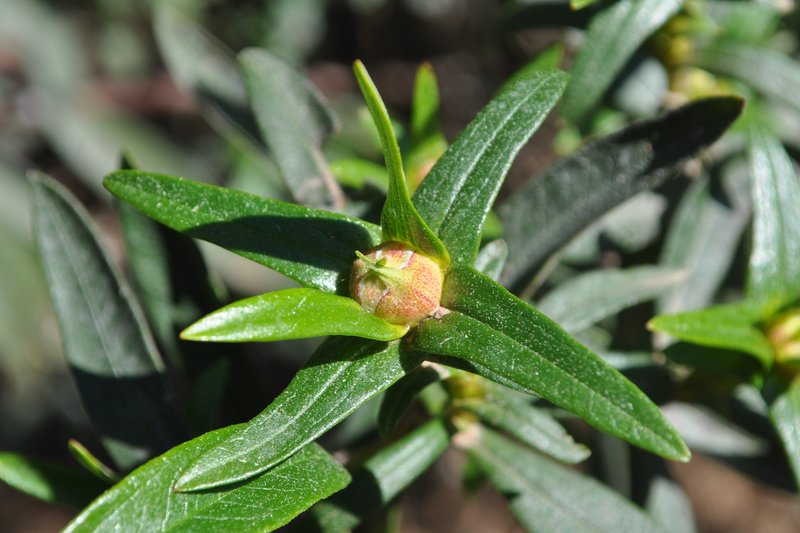 Common Gum Cistus photo 6