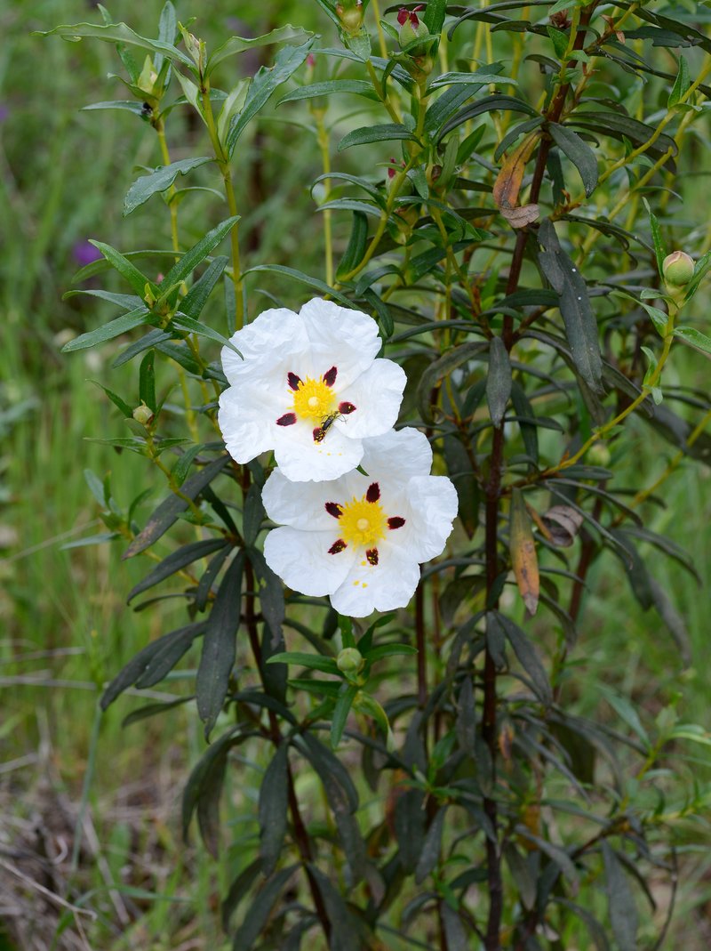 Common Gum Cistus