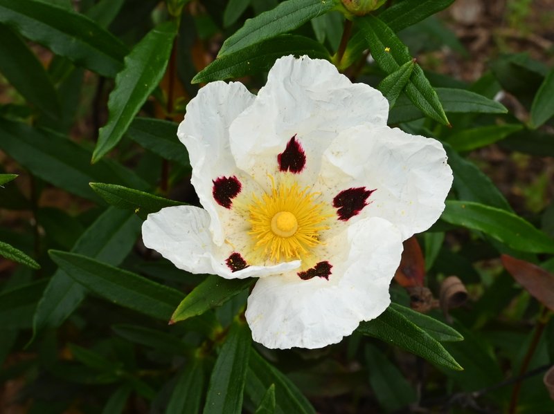 Common Gum Cistus photo 8