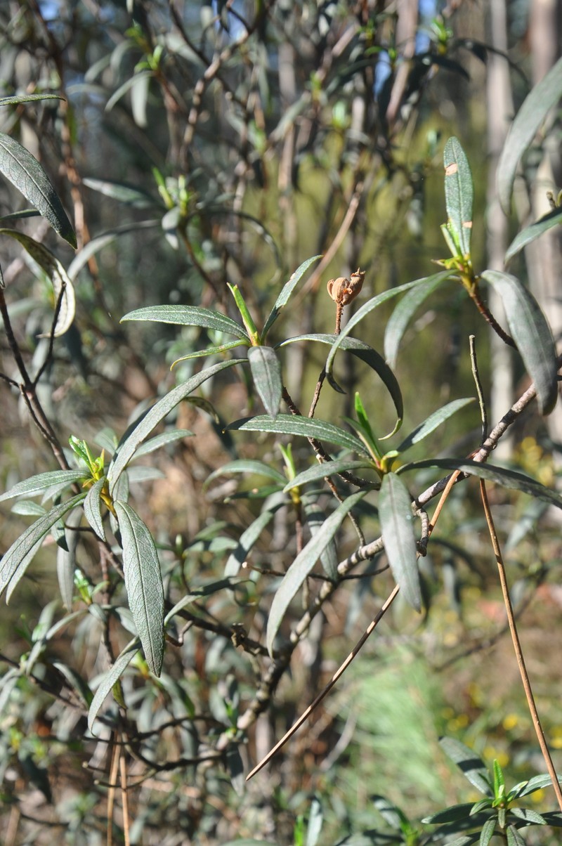 Cistus ladanifer subsp. ladanifer photo 2