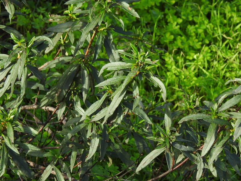 Cistus ladanifer subsp. ladanifer photo 3