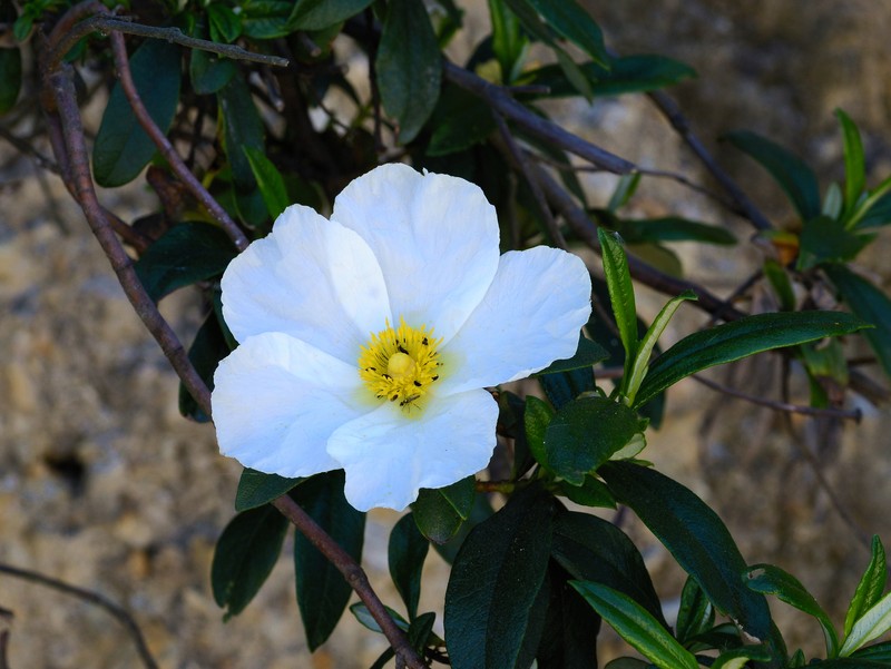 Montpelier Cistus photo 4