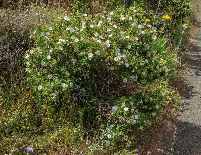 Montpelier Cistus photo 2