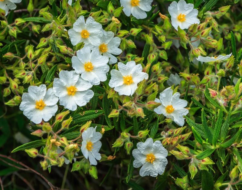 Montpelier Cistus photo 3
