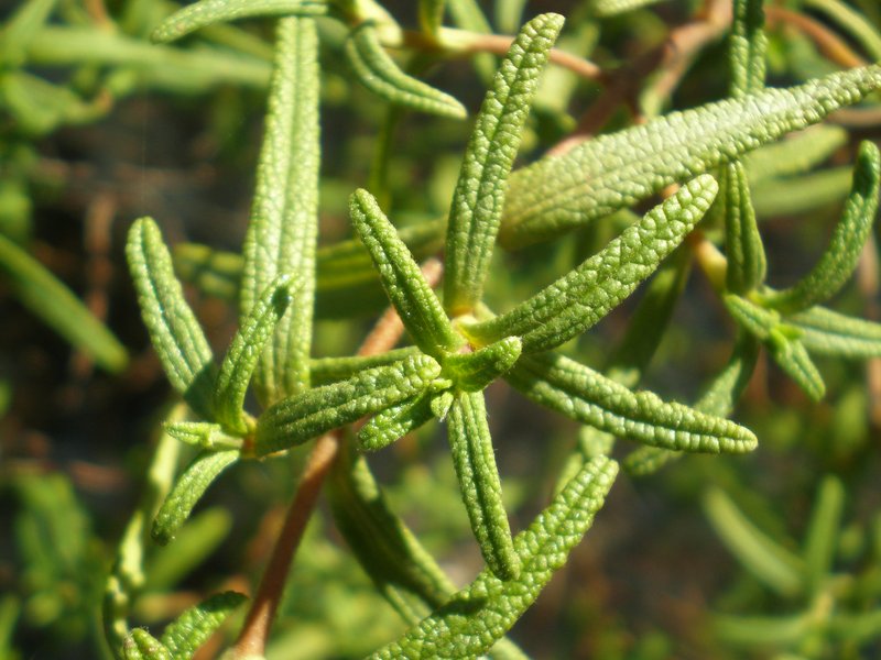 Montpelier Cistus photo 5
