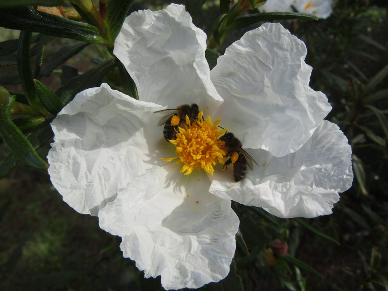 Montpelier Cistus photo 6