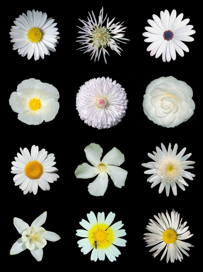 Montpelier Cistus photo 7