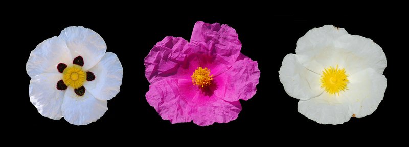 Montpelier Cistus photo 8
