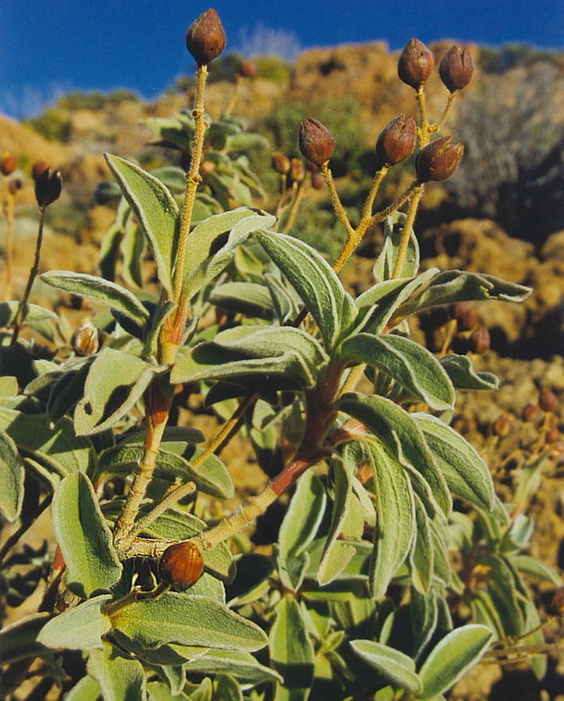 Cistus osbeckiifolius subsp. osbeckiifolius