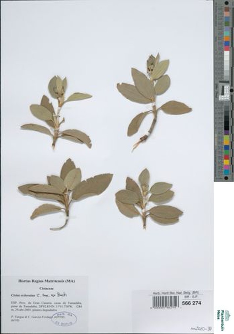 Cistus osbeckiifolius subsp. osbeckiifolius photo 2