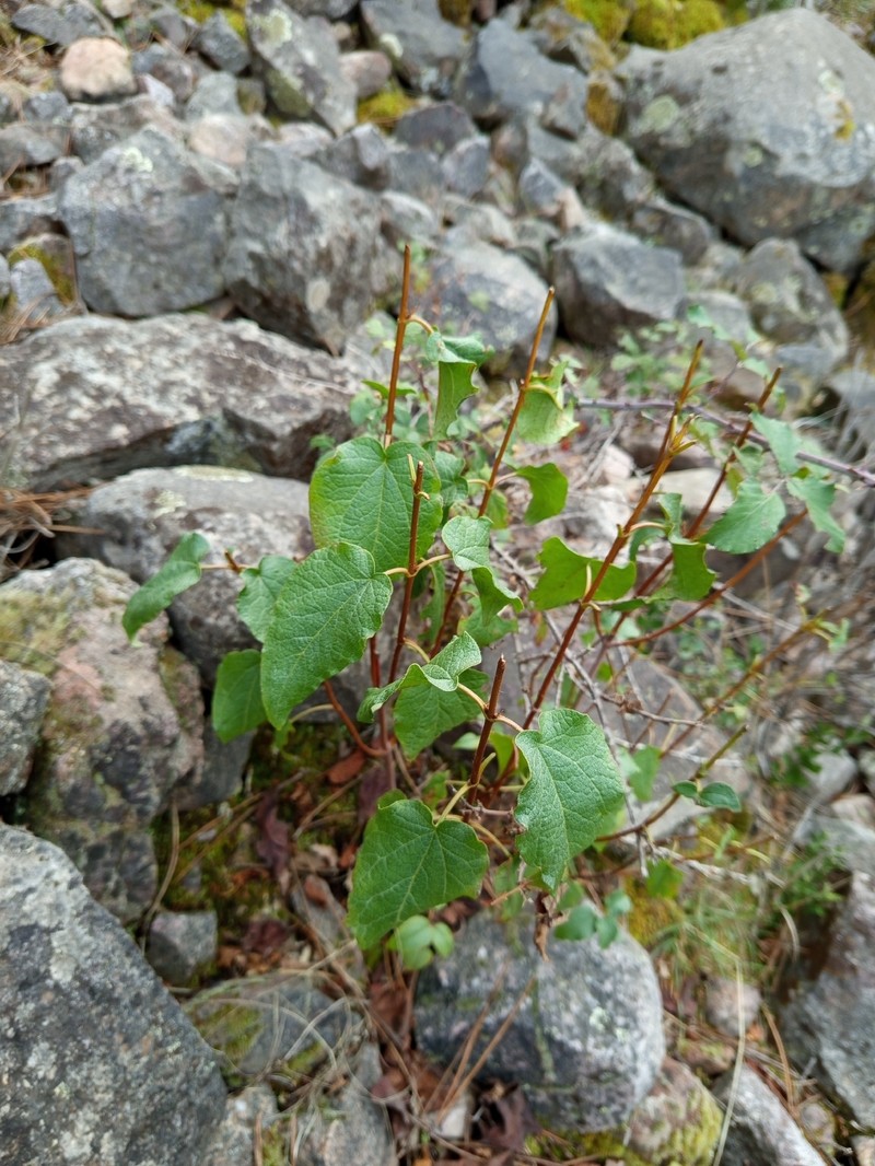 Cistus populifolius subsp. populifolius