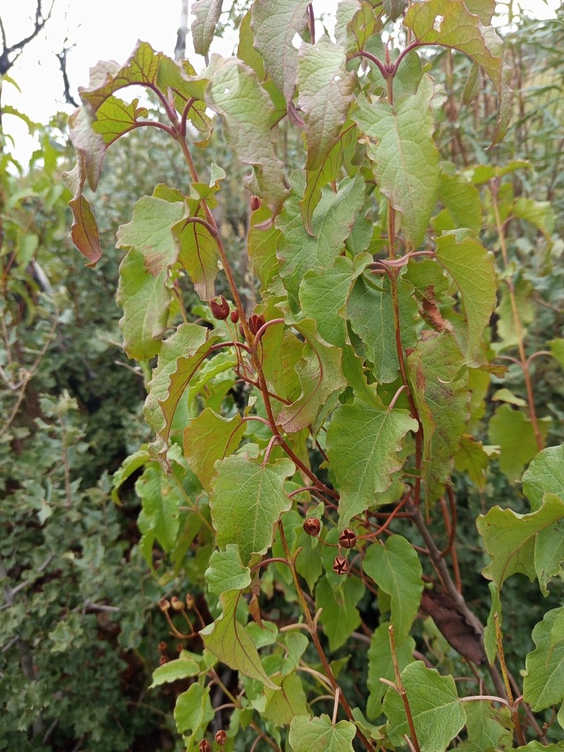 Cistus populifolius subsp. populifolius photo 2