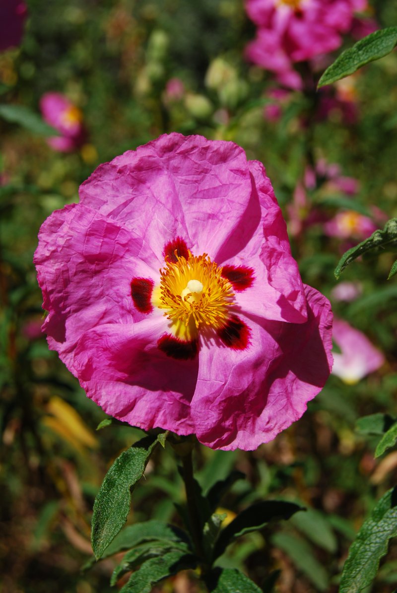 Cistus purpureus
