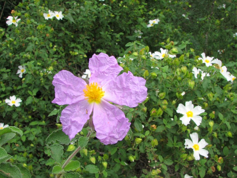 Salvia Cistus photo 3