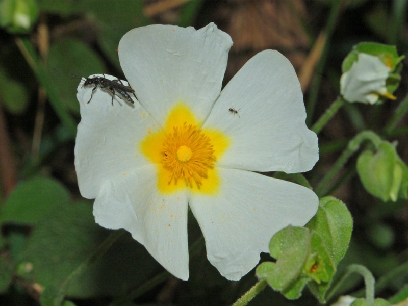 Salvia Cistus photo 4