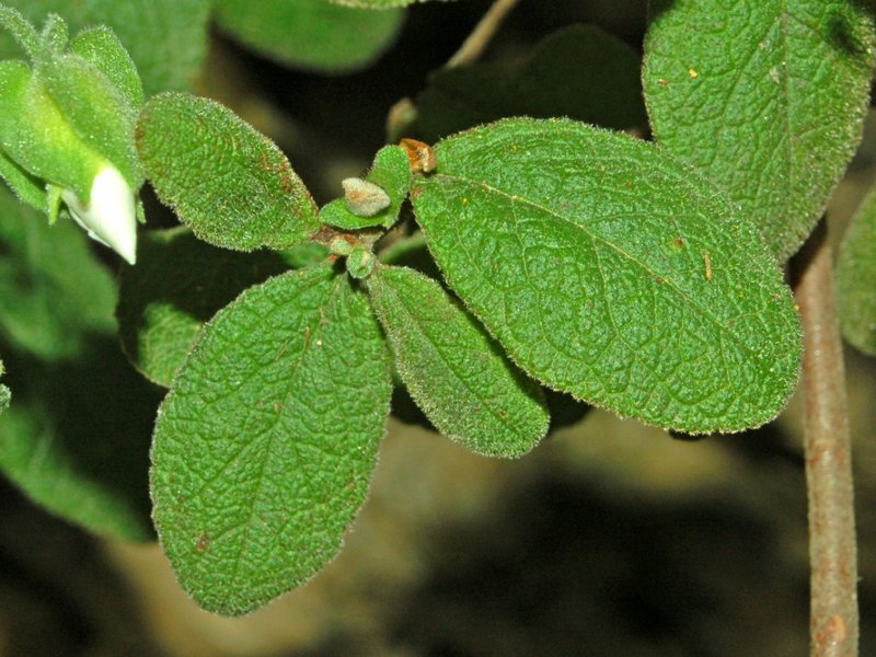 Salvia Cistus photo 5