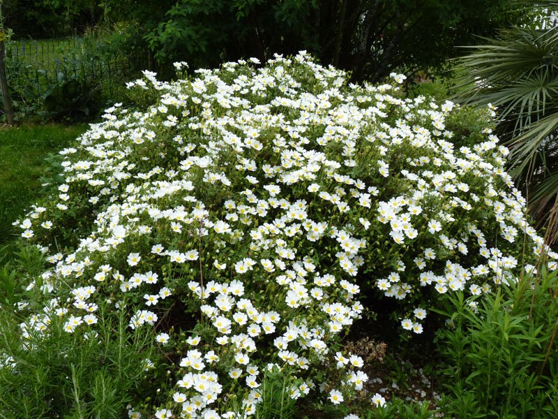 Salvia Cistus photo 6