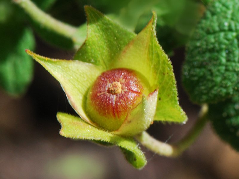 Salvia Cistus photo 7