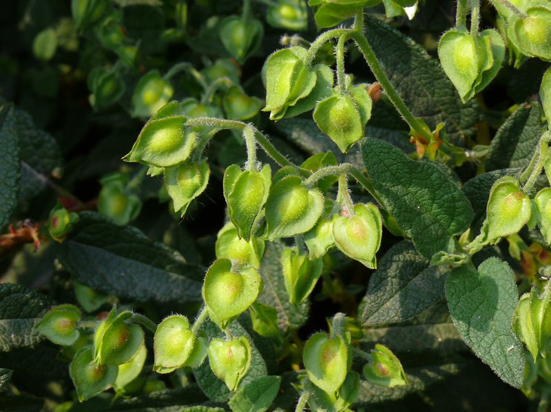 Salvia Cistus photo 8