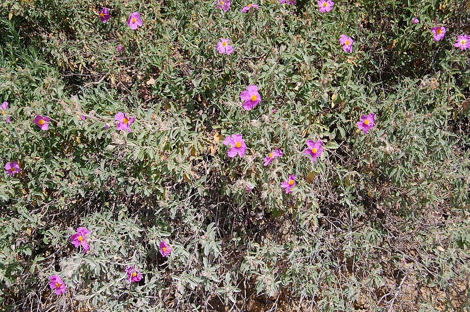 Hairy Rockrose