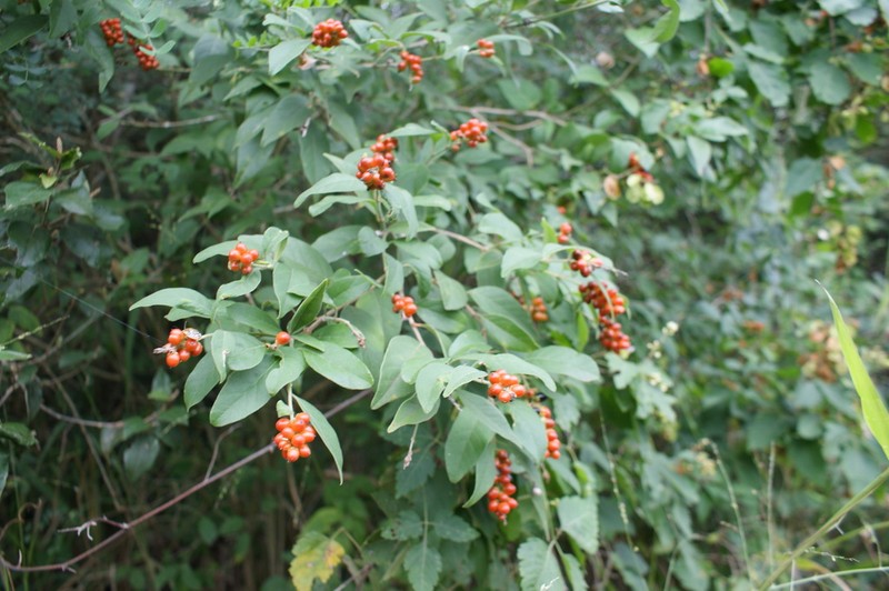 Berlandier's Fiddlewood