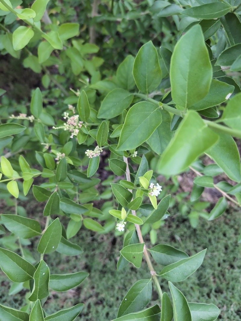 Berlandier's Fiddlewood photo 2