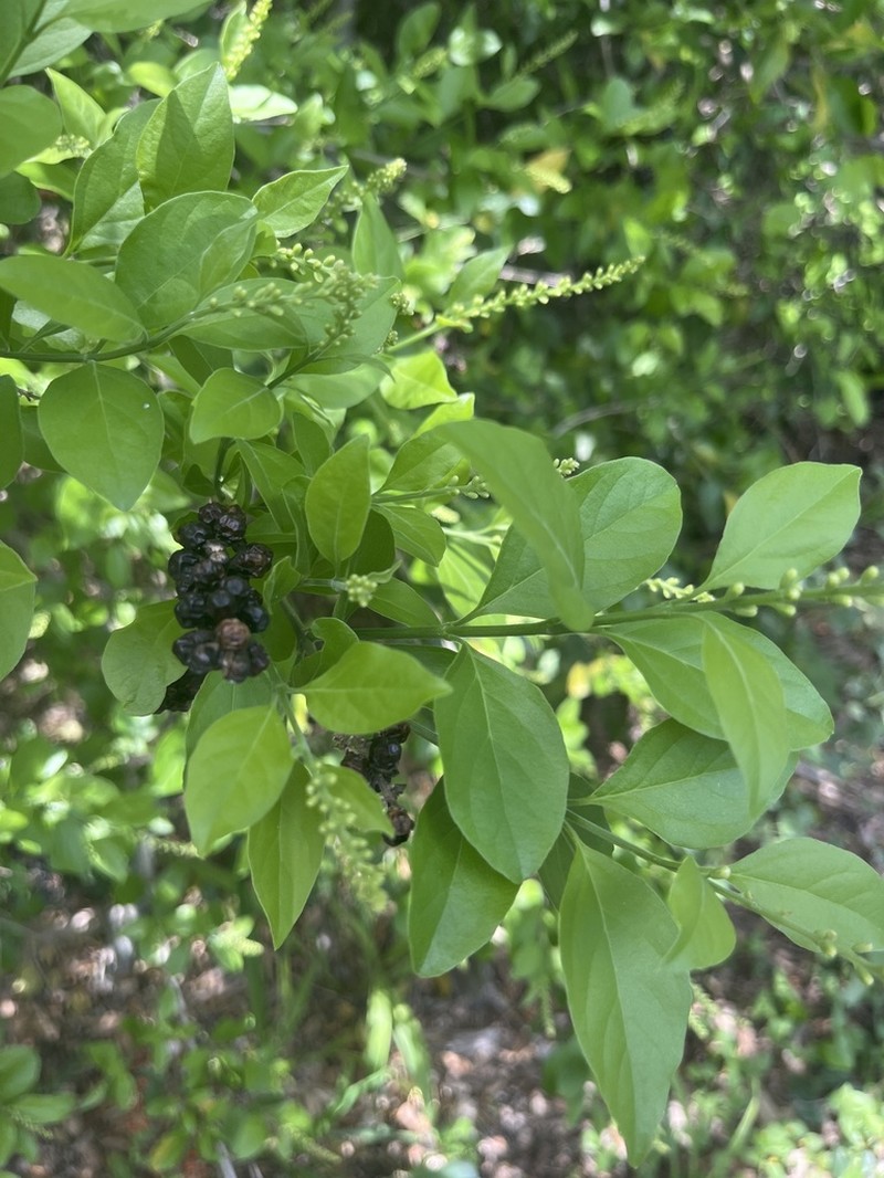 Berlandier's Fiddlewood photo 3