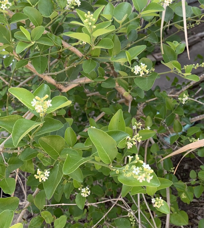 Berlandier's Fiddlewood photo 5