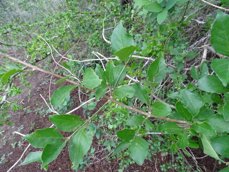 Berlandier's Fiddlewood photo 6