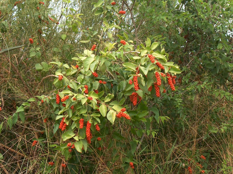 Berlandier's Fiddlewood photo 7