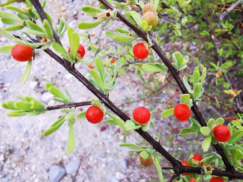 Boxthorn Fiddlewood