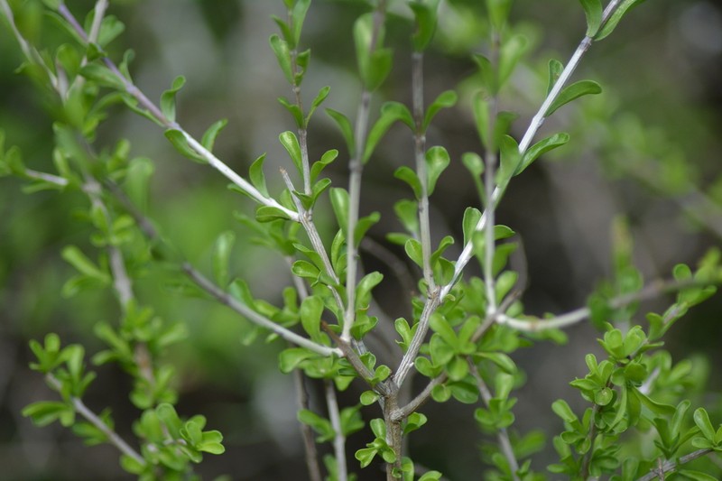 Boxthorn Fiddlewood photo 3