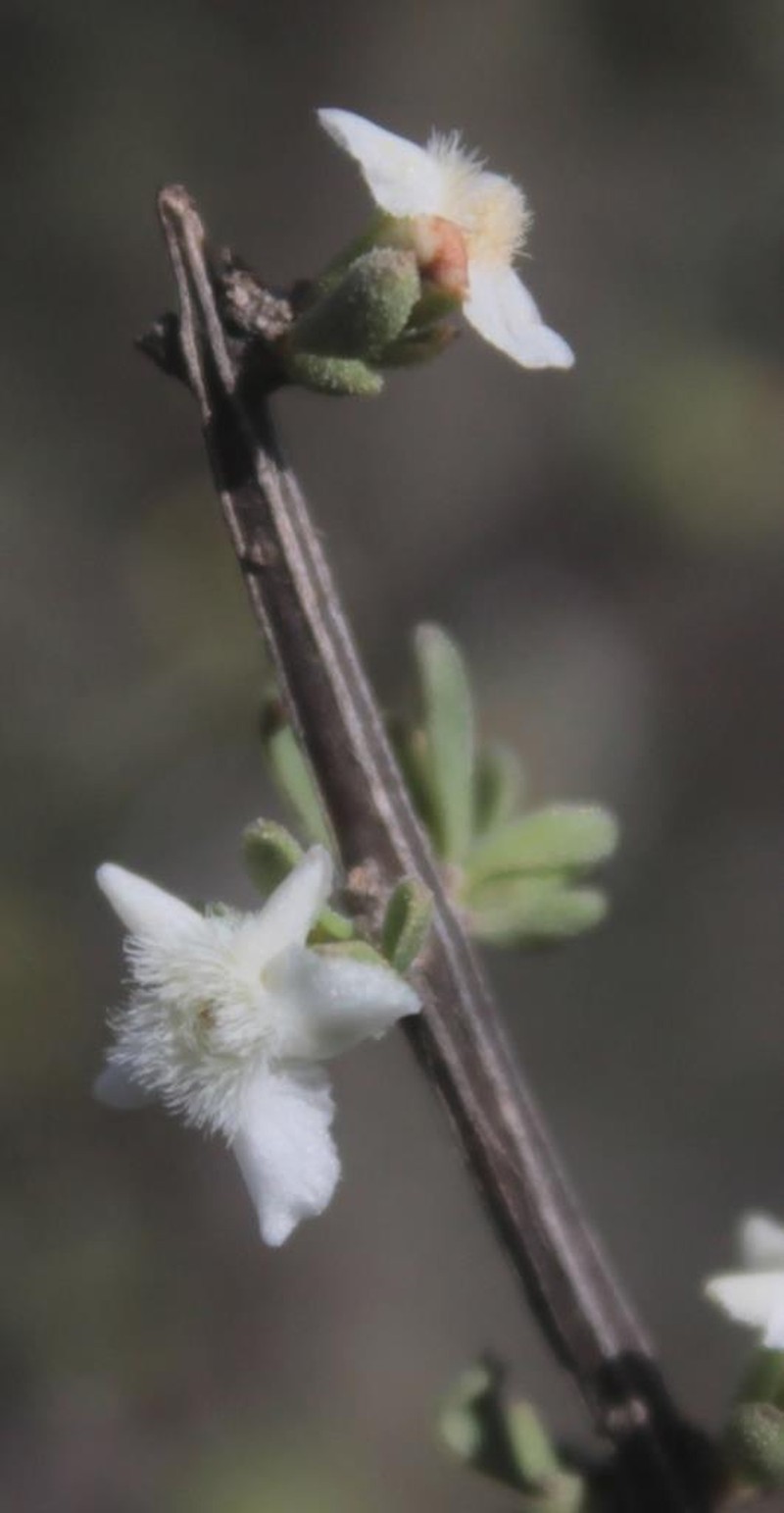 Boxthorn Fiddlewood photo 5