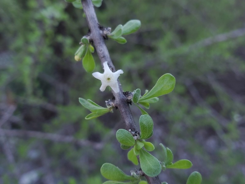 Boxthorn Fiddlewood photo 6