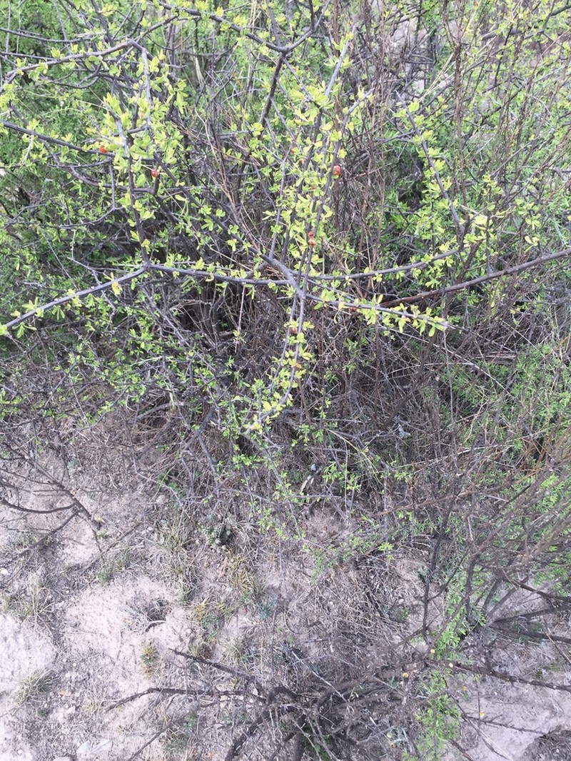 Boxthorn Fiddlewood photo 7