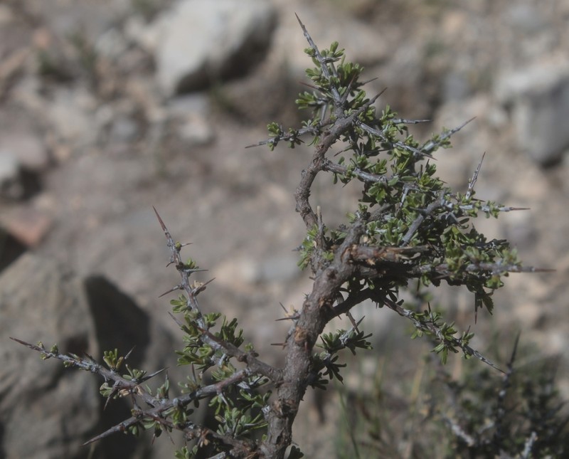 Boxthorn Fiddlewood photo 8