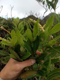 Juniper Berry
