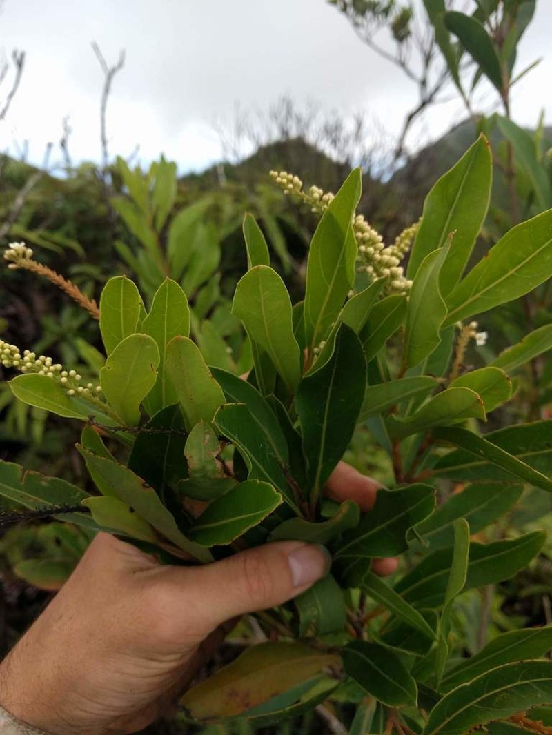 Juniper Berry