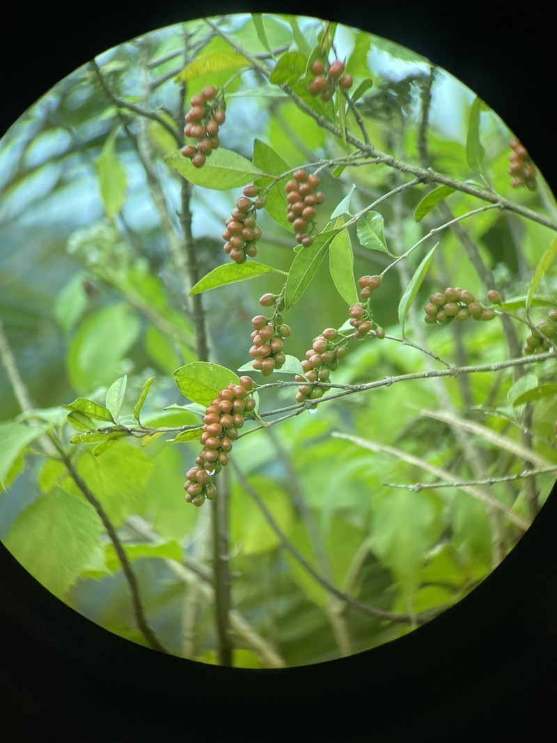 Juniper Berry photo 3