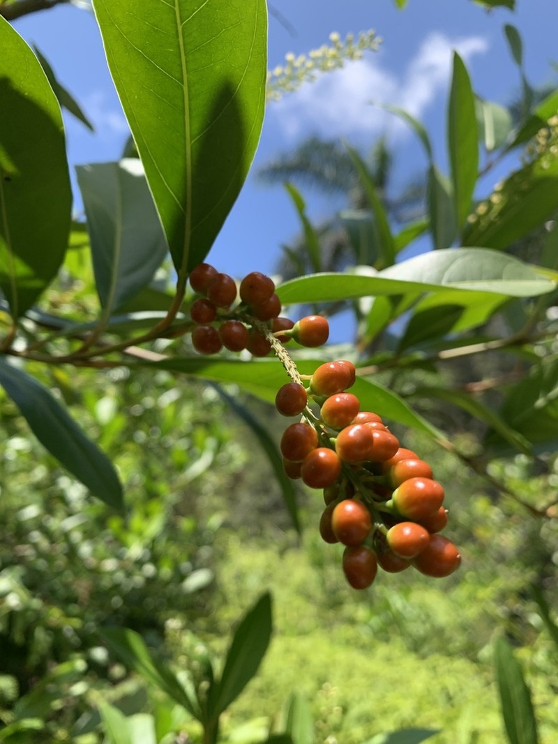 Juniper Berry photo 4