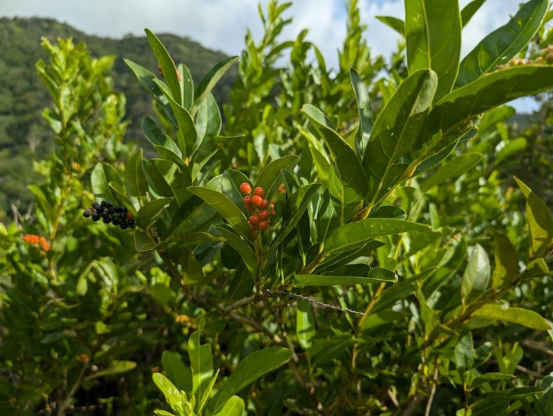Juniper Berry photo 5
