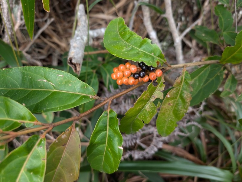 Juniper Berry photo 7