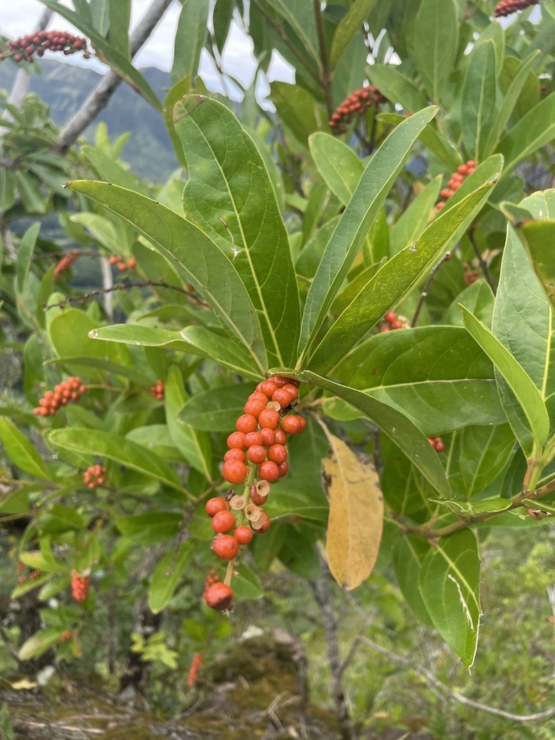 Juniper Berry photo 8