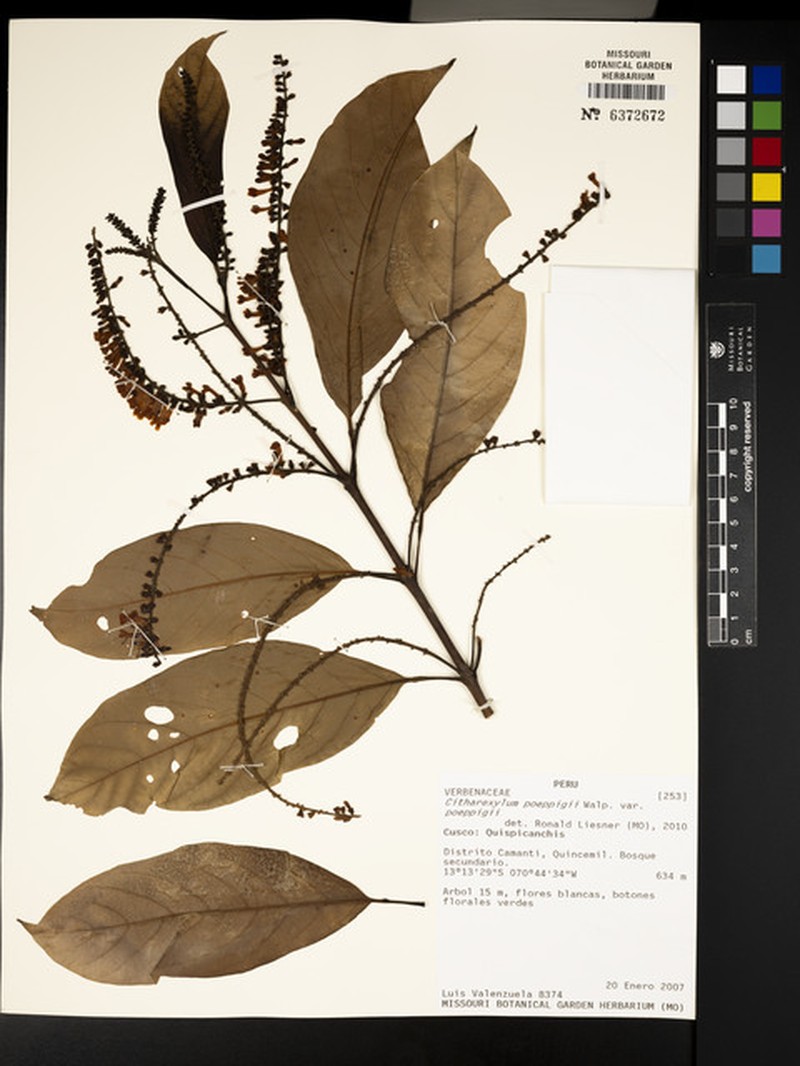 Citharexylum poeppigii var. poeppigii