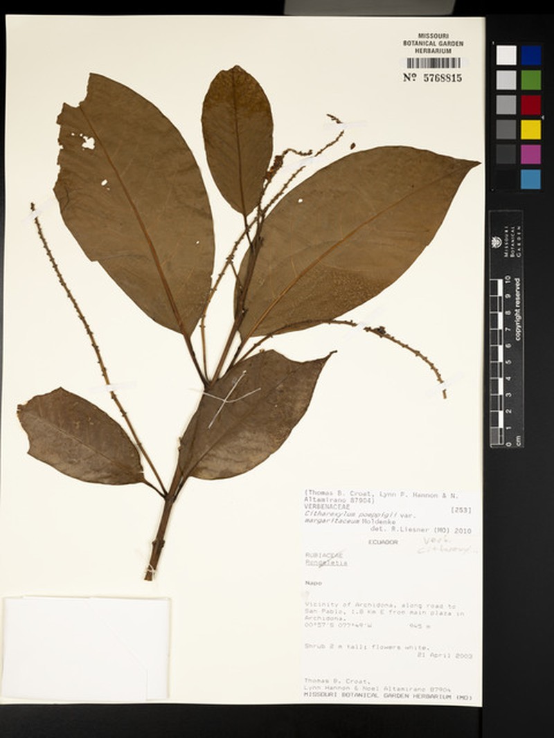 Citharexylum poeppigii var. poeppigii photo 2