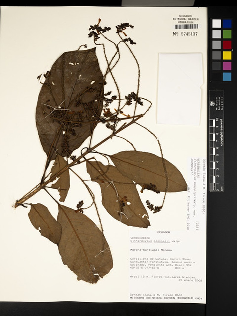 Citharexylum poeppigii var. poeppigii photo 3