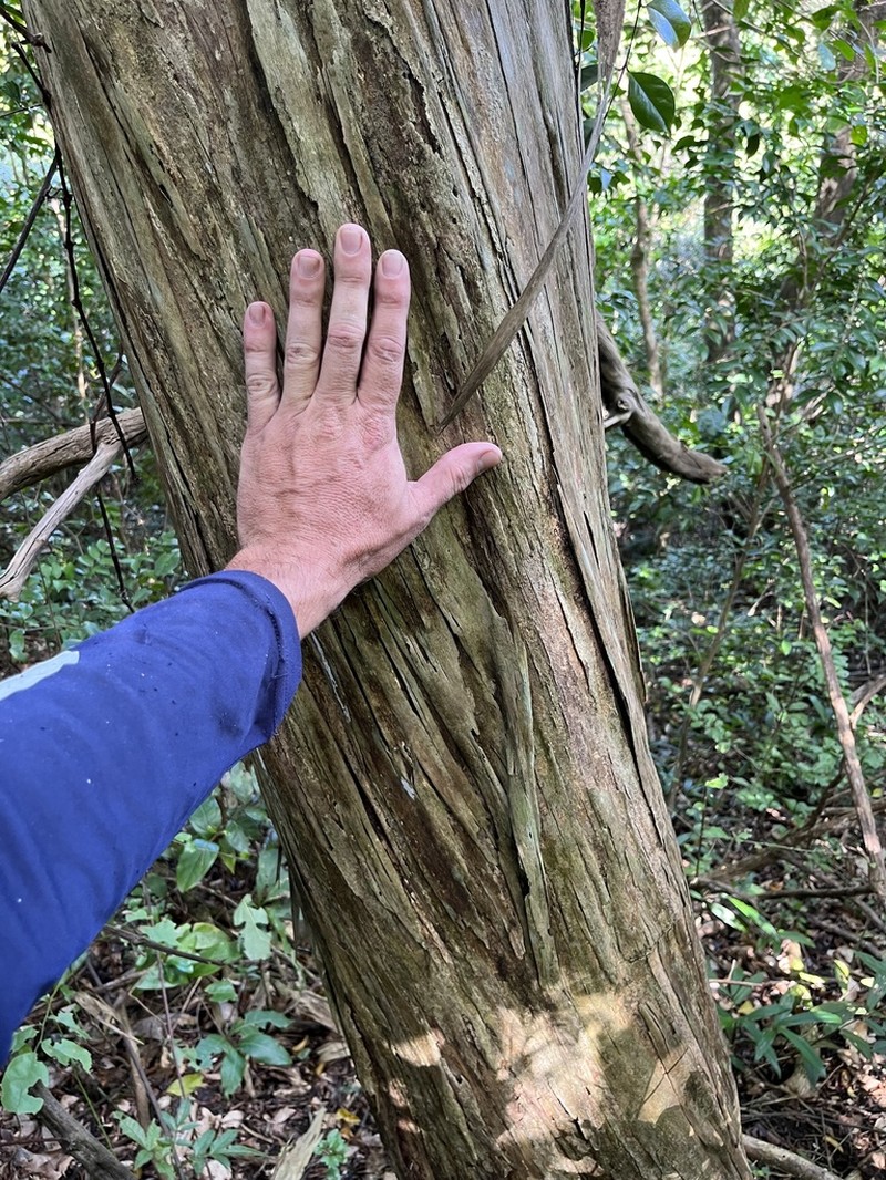Spiny Fiddlewood