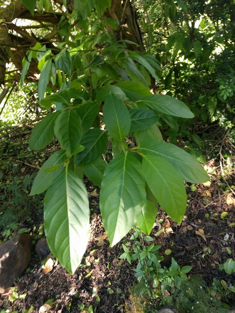 Spiny Fiddlewood photo 4
